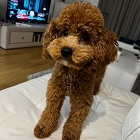 pudle