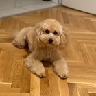 pudle