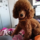 pudle