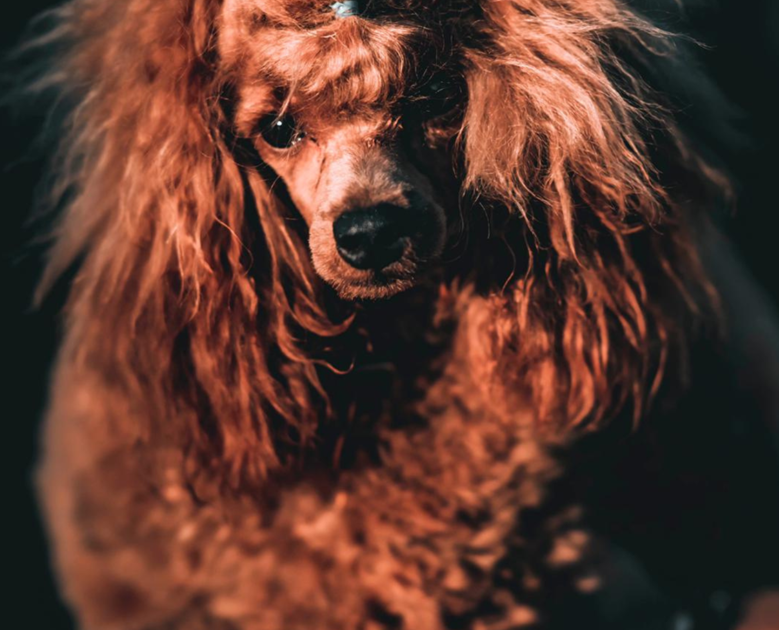 pudle